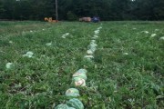 fieldmelons